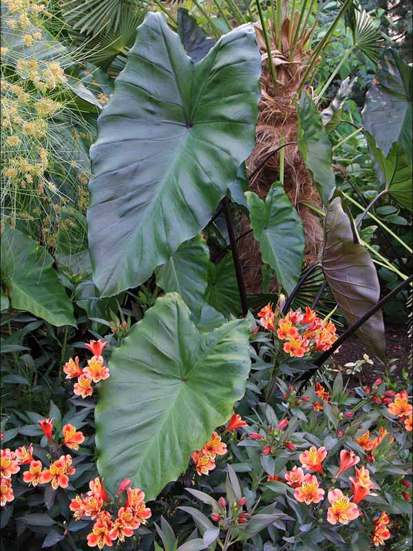 Colocasia esculenta 'Fontanesii' (Black Stem Elephant Ear)